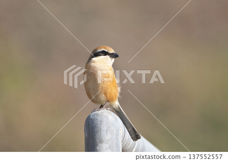 Male Shrike 137552557