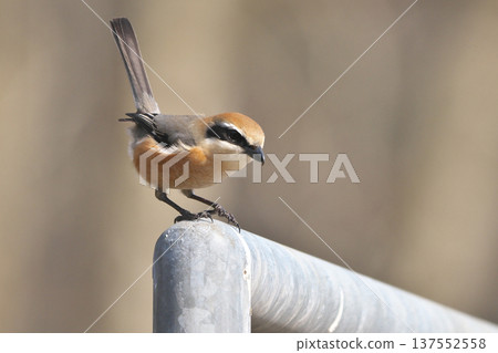 Male Shrike 137552558