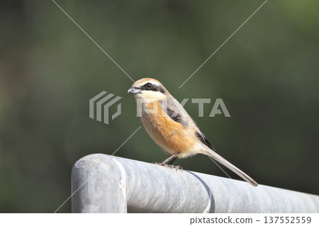 Male Shrike 137552559