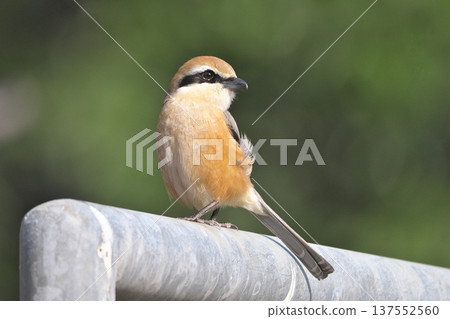 Male Shrike 137552560