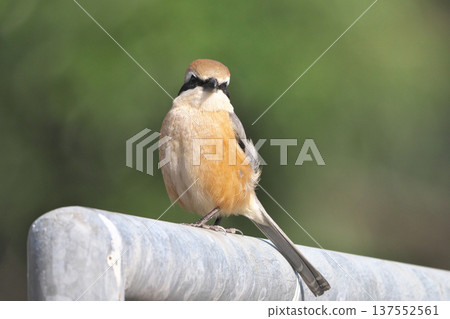 Male Shrike 137552561