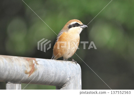 雄性伯勞 137552563