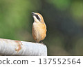 Male Shrike Male Shrike 137552564
