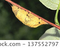 Bamboo butterfly cocoon 137552797