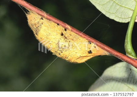 竹蝴蝶繭 137552797