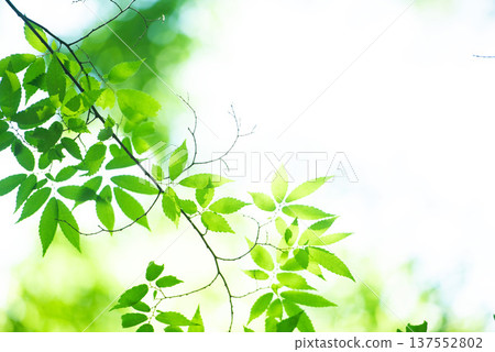 The season of fresh greenery The season of fresh greenery 137552802