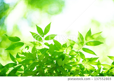 The season of fresh greenery The season of fresh greenery 137552803