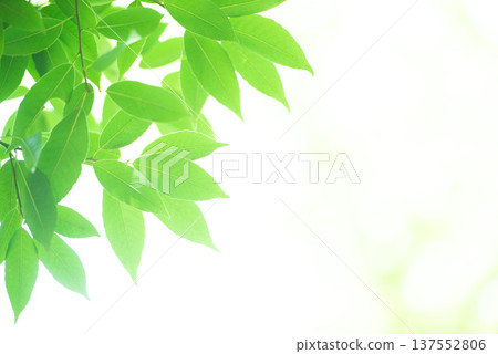 新綠色的季節 137552806