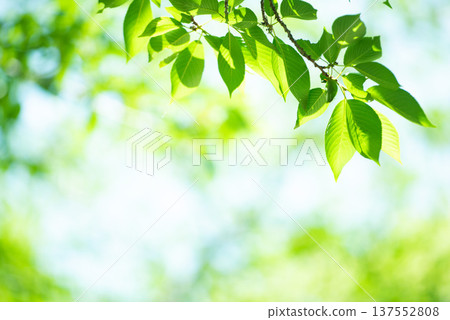 The season of fresh greenery 137552808
