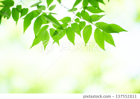 新綠色的季節 137552811