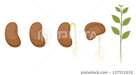 Stages of seed germination and plant growth flat vector illustration 137552838