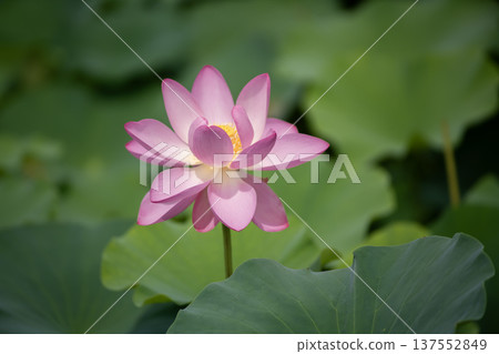Oga蓮花 Oga蓮花 137552849