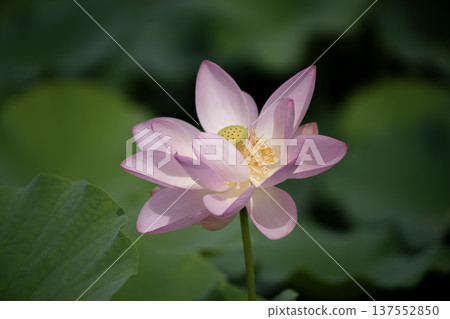 Oga蓮花 137552850