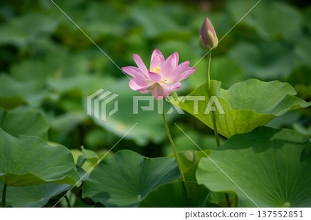 Oga蓮花 Oga蓮花 137552851