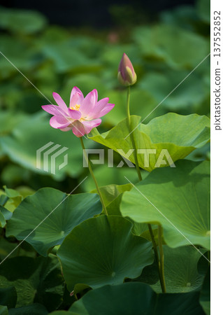 Oga lotus 137552852