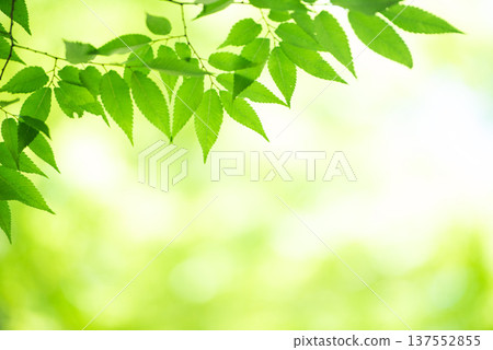 新綠色的季節 新綠色的季節 137552855