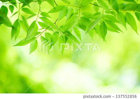 The season of fresh greenery The season of fresh greenery 137552856