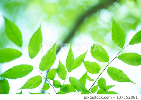 The season of fresh greenery 137552861