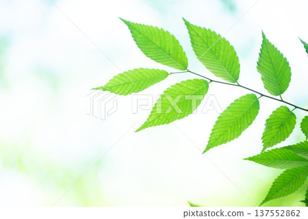 The season of fresh greenery The season of fresh greenery 137552862