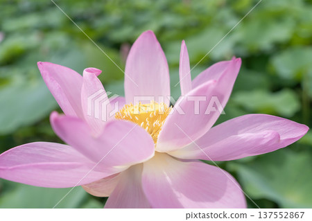 Oga lotus 137552867