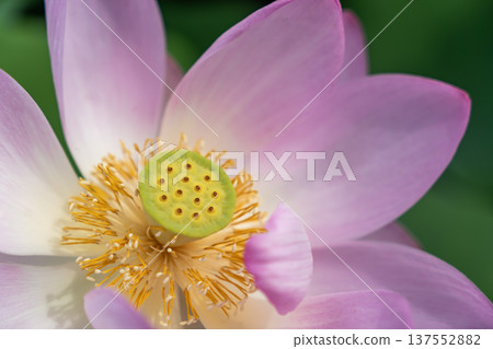 Oga lotus Oga lotus 137552882