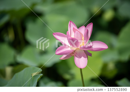Oga蓮花 Oga蓮花 137552890