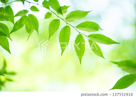 The season of fresh greenery The season of fresh greenery 137552918