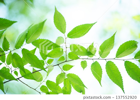 The season of fresh greenery 137552920