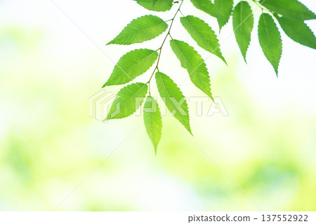 The season of fresh greenery The season of fresh greenery 137552922