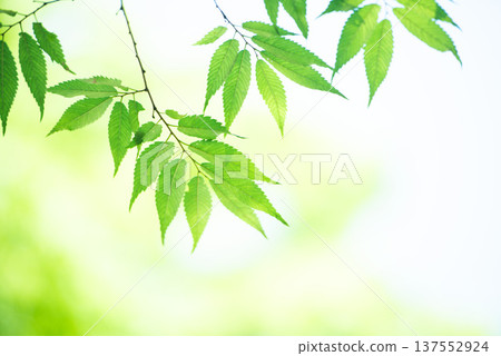 新綠色的季節 137552924