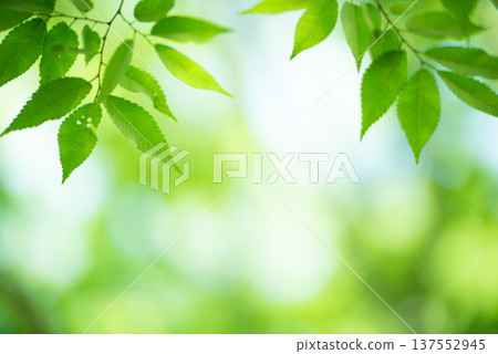 The season of fresh greenery 137552945