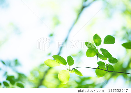 The season of fresh greenery The season of fresh greenery 137552947