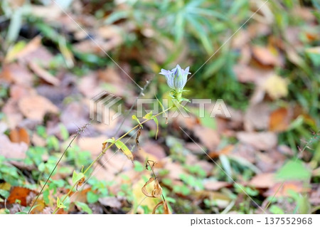 清新的龍膽花 137552968