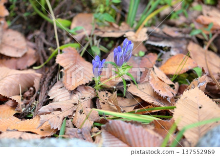 Refreshing gentian flowers 137552969