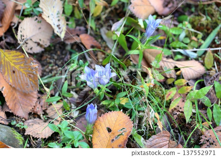 清新的龍膽花 137552971