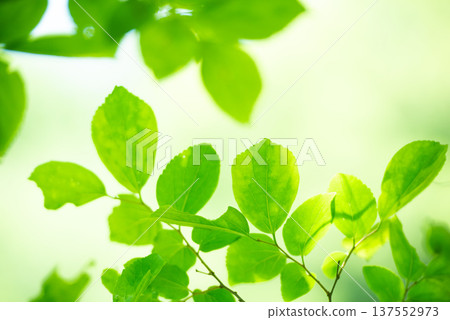 The season of fresh greenery The season of fresh greenery 137552973