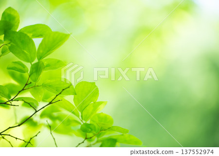 The season of fresh greenery The season of fresh greenery 137552974
