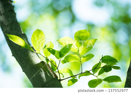The season of fresh greenery The season of fresh greenery 137552977