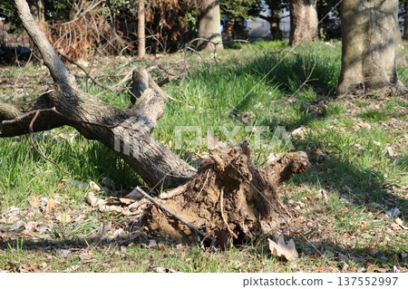 A fallen tree in winter, a park in early spring A fallen tree in winter, a park in early spring 137552997
