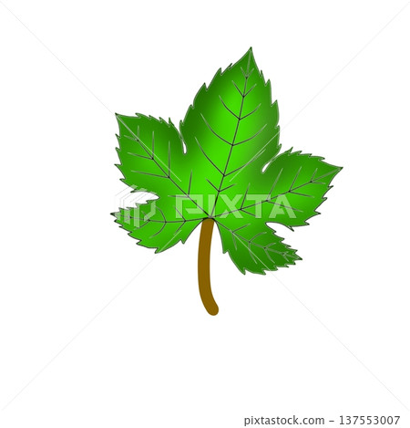 Vibrant green leaf illustration featuring detailed veins and a brown stem, isolated on a clean white background. Perfect for nature, organic, or spring-themed designs. Vibrant green leaf illustration featuring detailed veins and a brown stem, isolated on a clean white background. Perfect for nature, organic, or spring-themed designs. 137553007