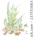 Spring onions in a field in early spring. Watercolor illustration 137553063
