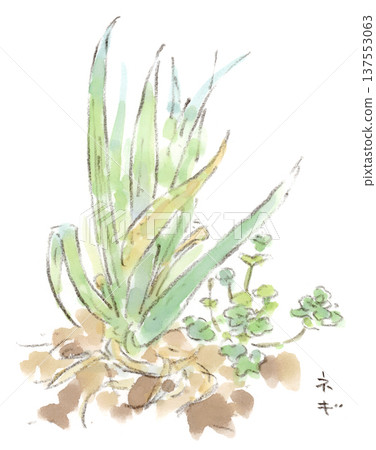 Spring onions in a field in early spring. Watercolor illustration Spring onions in a field in early spring. Watercolor illustration 137553063