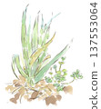 Spring onions in a field in early spring. Watercolor illustration 137553064