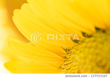 Sunflower flowers Sunflower flowers 137553107