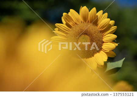 Close-up of sunflower Close-up of sunflower 137553121