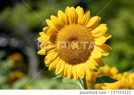 Sunflower blooming towards the sun Sunflower blooming towards the sun 137553122