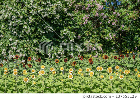Crape myrtle flowers and sunflowers Crape myrtle flowers and sunflowers 137553129