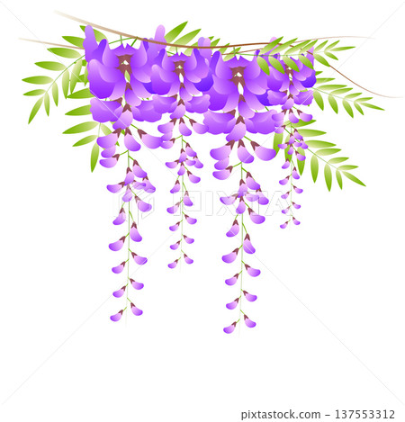 紫藤花 紫藤花 137553312