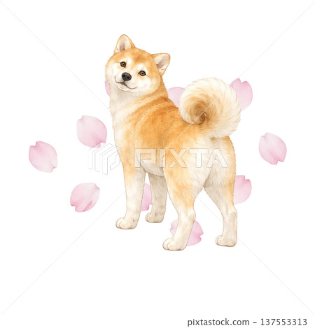 櫻花和柴犬的水彩插畫，可愛的日本狗狗素材，充滿春天的氣息。 137553313