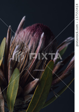 Protea 137553414